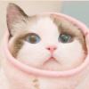 睿睿的CAT